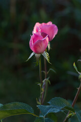 Young pink rosebuds at sunset -