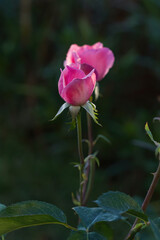 Obraz premium Young pink rosebuds at sunset -