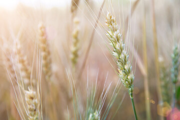 The ripening wheat in the summer wheat field