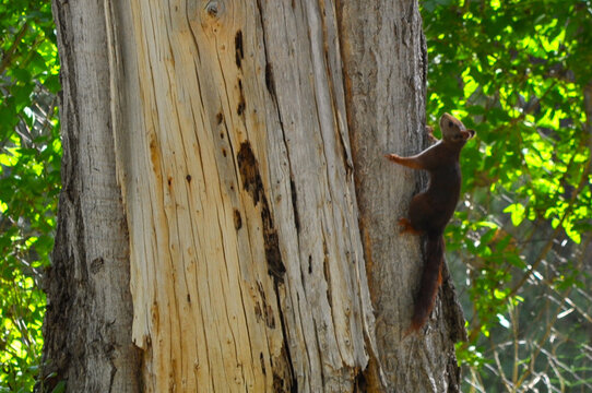 Ardilla trepando a &aacute;rbol