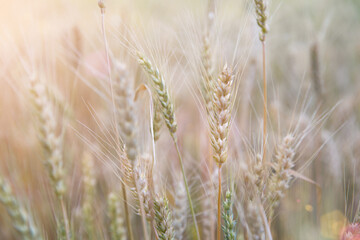 The ripening wheat in the summer wheat field