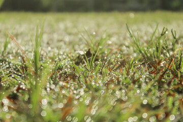 field of dewy grass