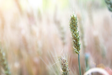 Obraz premium The ripening wheat in the summer outdoor field