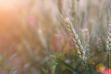 The ripening wheat in the summer outdoor field