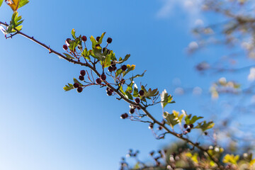 Closeup shot of a tree branch with last leaves and fruits before winter
