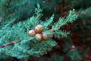 Mediterranean Cypress (Cupressus sempervirens) foliage and cones.