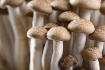 Fototapeta na wymiar Shimeji mushroom, organic fresh vegetable food ingredient