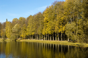 Autumn trees near the water. Yellow foliage on the trees.