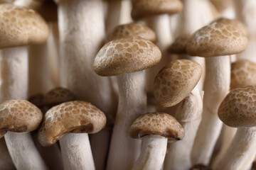 Shimeji mushroom, organic fresh vegetable food ingredient