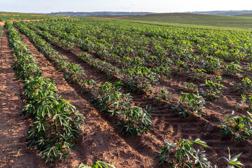 cassava or manioc plant on field in Brazi