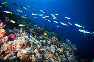 Healthy and colorful coral and fish on the Great Barrier Reef