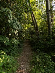 path in the forest
