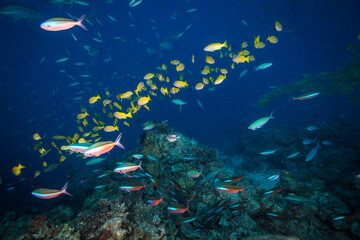 Plakat Healthy and colorful coral and fish on the Great Barrier Reef