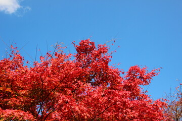 紅葉と青空（コピースペース）