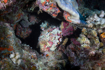 Fototapeta na wymiar A stone fish hides in a crevasse on the reef