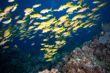 Fototapeta na wymiar A school of yellow striped snapper on the reef