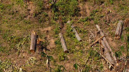 Former pine forest that has just been cut down for replanting. Keeping the forest trees there can...