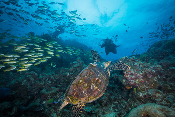 Naklejka na ściany i meble A Diver swims near a Sea Turtle on the reef