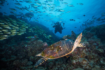 Fototapeta na wymiar A Diver swims near a Sea Turtle on the reef