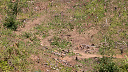 Former pine forest that has just been cut down for replanting. Keeping the forest trees there can prevent flood and dryness of water