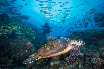 Obraz na płótnie Canvas A Diver swims near a Sea Turtle on the reef
