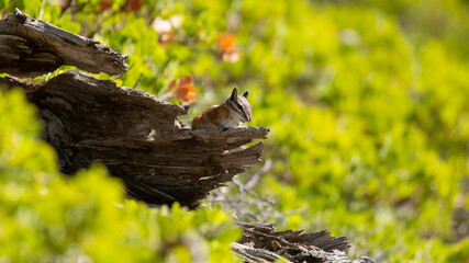 A Uinta chipmunk sits on a weathered tree stump surrounded by manzanita bushes in early morning sunshine.