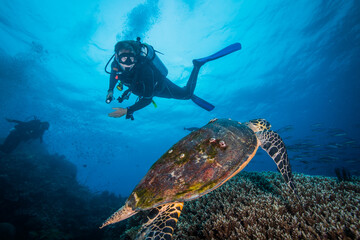 A Diver swims near a Sea Turtle on the reef