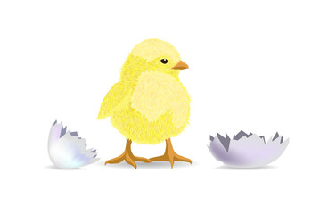 The chicken hatched from the shell. Vector illustration