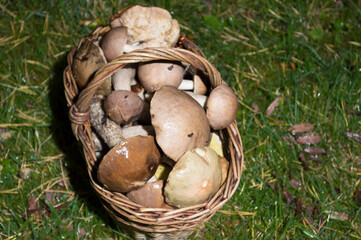 basket with fresh mushrooms. Autumn hike in the forest
