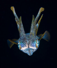 Bigfin Reef Squid - Sepioteuthis lessoniana. Black water diving - night dive. Amazing underwater world of Tulamben, Bali, Indonesia.