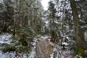 Snowy alpine trail
Belvidere Mountain Lowell VT