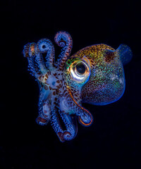 Berry's Bobtail Squid - Euprymna berryi hunting in the night. Amazing underwater world of Tulamben,...