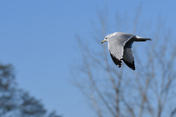 Ring-billed Gull flying under a blue sky