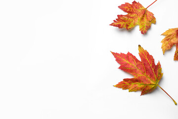 Colorful autumn leaves on white background, top view