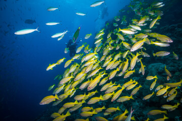 Fototapeta na wymiar A Diver swims near a school of Yellow Striped snapper on the reef
