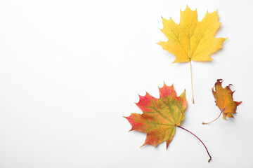 Naklejka na ściany i meble Dry leaves of maple tree on white background, top view. Autumn season