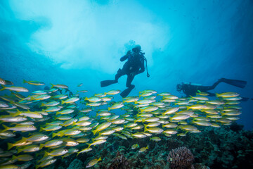 A Diver swims near a school of Yellow Striped snapper on the reef