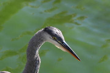 Closeup of a Great Blue Heron