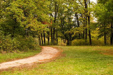 Fototapeta premium Beautiful view of forest with trees and pathway on autumn day