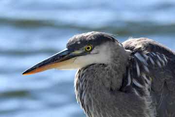 Closeup of a Great Blue Heron