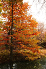 Obraz premium Beautiful view of park with lake and trees on autumn day