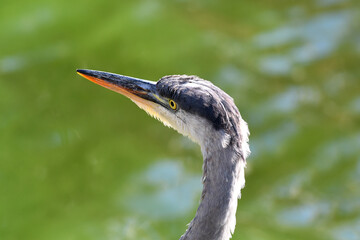 Closeup of a Great Blue Heron