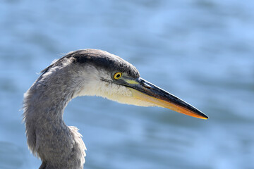 Closeup of a Great Blue Heron