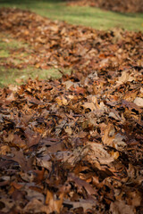 Brown dried leaves raked into a large row on a green lawn.
