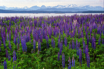 Fototapeta na wymiar A field of lupine in Norway with water and mountains in background