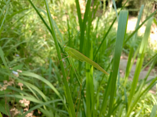 A long leg green giant katydid sitting on long grass
