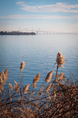 Sea oats growing along the shore with the Chesapeake Bay Bridge in Stevensville, Maryland in the...