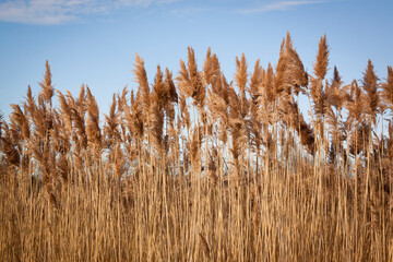 Golden sea oats growing vertically with a blue sky.