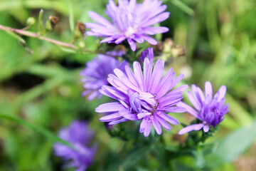 purple aster flower