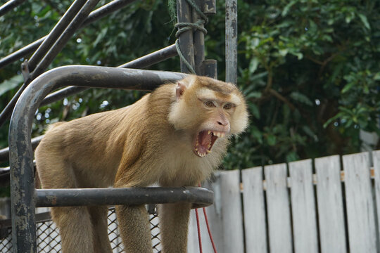 portrait of shouting monkey